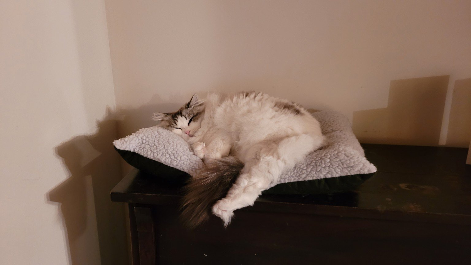 Félina couchée sur un coussin.