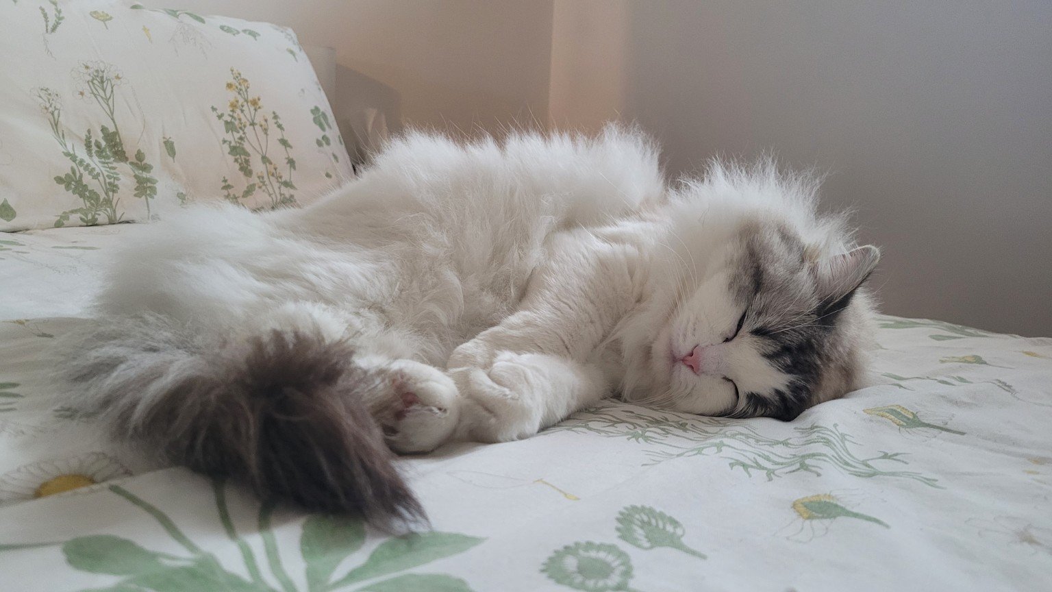 Félina endormie sur le lit.