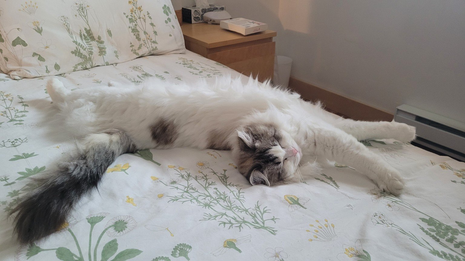 Félina étendue sur le lit.