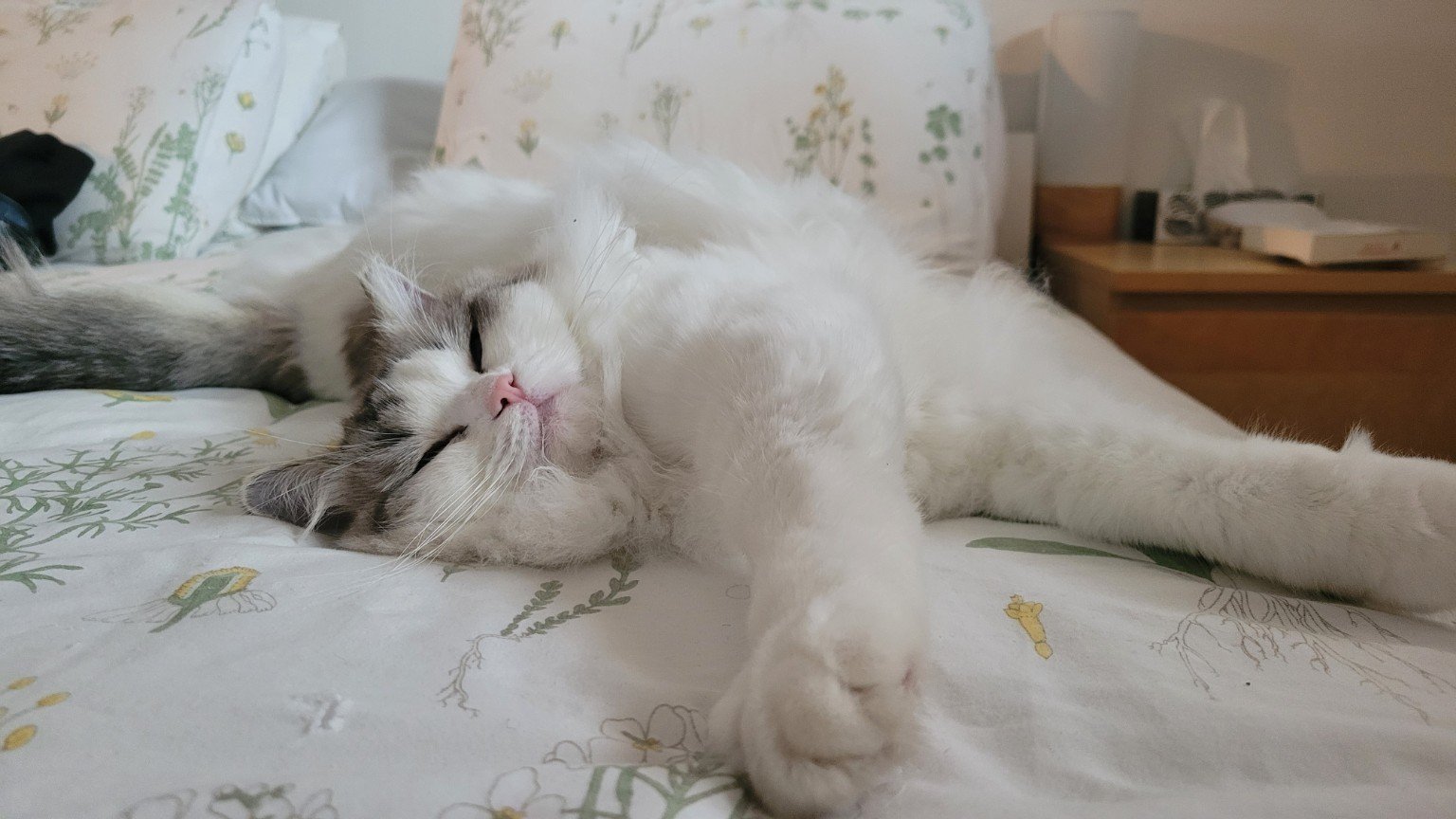 La mascotte Félina, un grand Ragdoll blanc et gris, couchée confortablement.