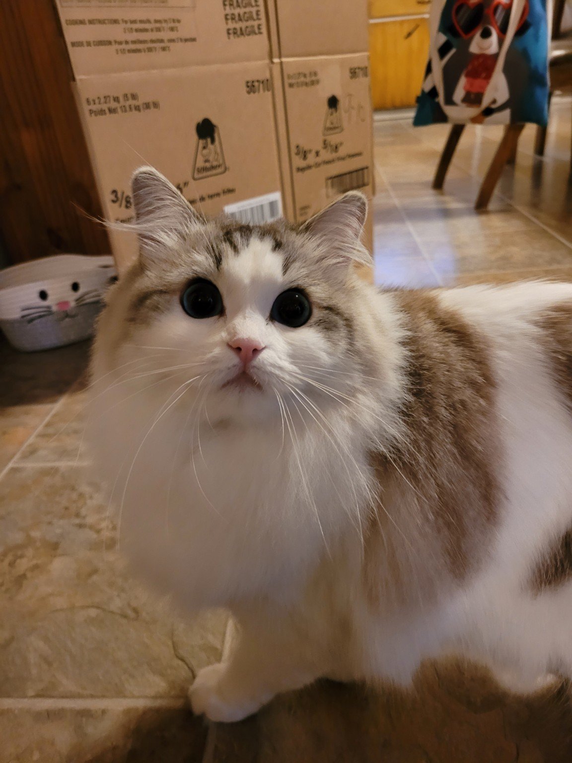 Portrait de la mascotte Félina.